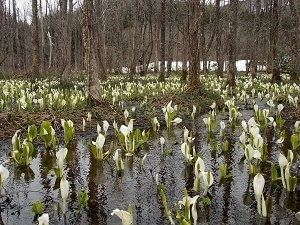 秋田県仙北市 刺巻湿原ミズバショウ群生地 Norah Web 写真 イラスト フリー素材 雑記